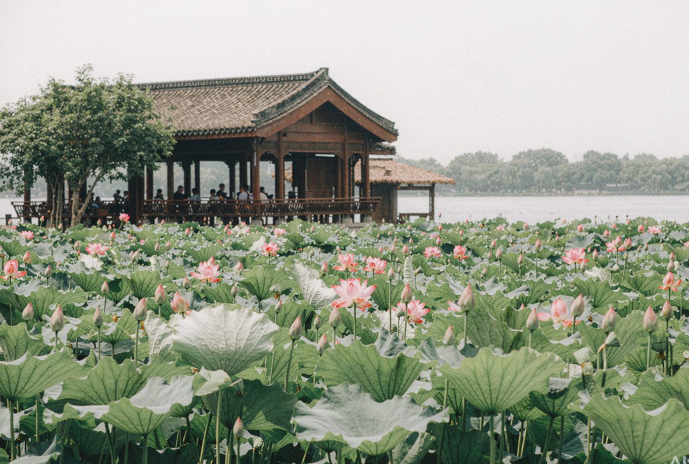 夏の西湖と蓮